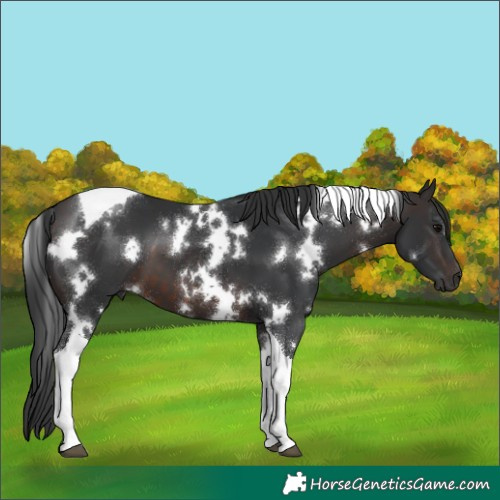 Horse Color:White Spotted Brown Tobiano