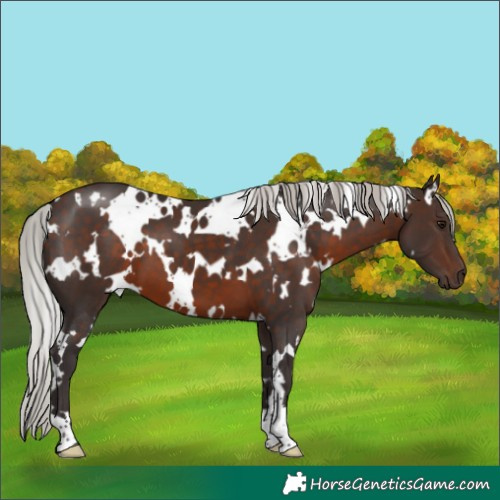 Horse Color:White Spotted Silver Brown
