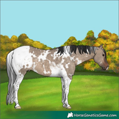 Horse Color:White Spotted Brown Dun Tobiano