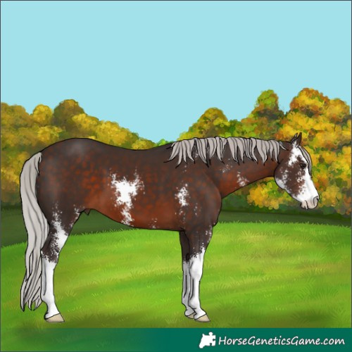 Horse Color:Silver Brown Sabino 