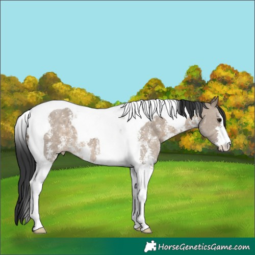 Horse Color:Brown Dun Sabino Tobiano