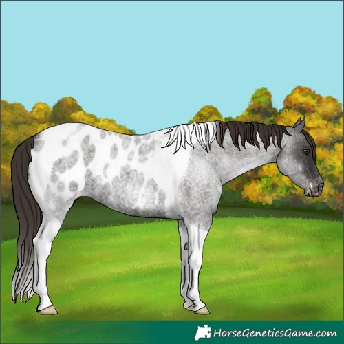 Horse Color:Liver Red Roan Tobiano Appaloosa 