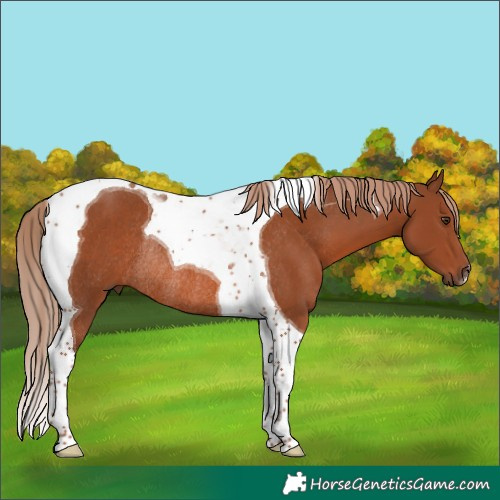 Horse Color:Chestnut Tobiano Rabicano
