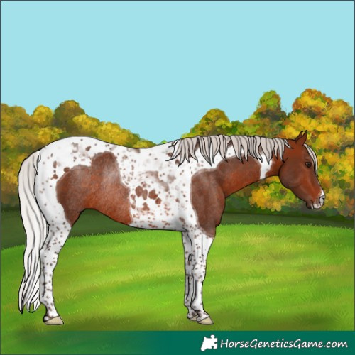 Horse Color:Silver Brown Tobiano Rabicano