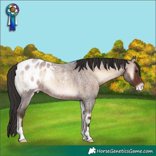Horse Color:Liver Red Onyx Roan Blanket