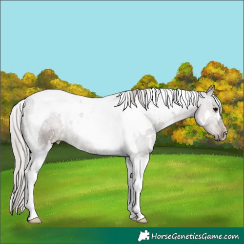 Horse Color:White Spotted Silver Black Tobiano