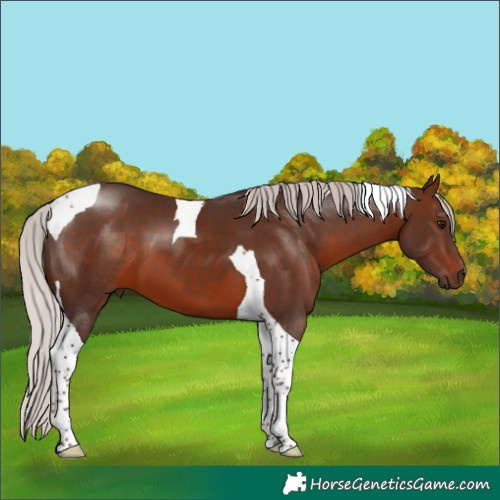 Horse Color:Silver Brown Tobiano