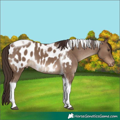 Horse Color:Liver Red Dun Tobiano Blanket