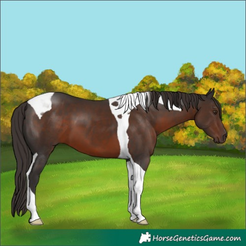 Horse Color:Liver Chestnut Tobiano 