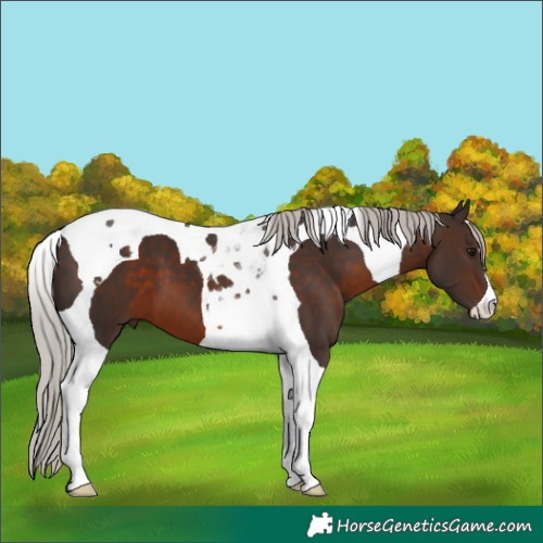 Horse Color:Silver Brown Tobiano