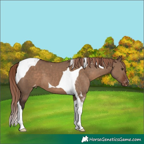Horse Color:Liver Red Dun Tobiano Varnish
