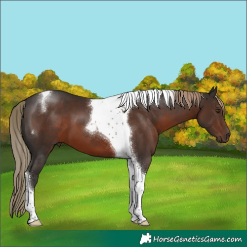 Horse Color:Liver Chestnut Tobiano