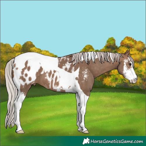 Horse Color:Silver Brown Dun Sabino Tobiano Blanket 