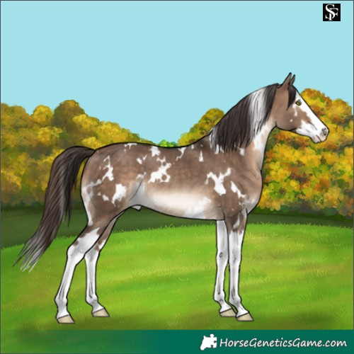 Horse Color:White Spotted Brown Dun Splash Appaloosa Rabicano