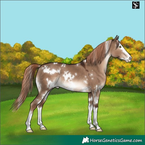 Horse Color:White Spotted Liver Red Dun Splash Rabicano