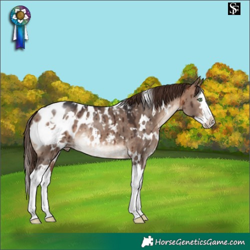 Horse Color:White Spotted Bay Dun Mushroom Splash Appaloosa Brindle