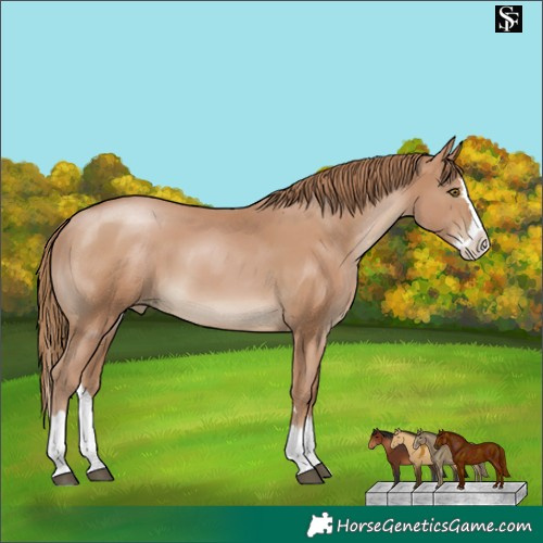 Horse Color:Black Pearl Splash