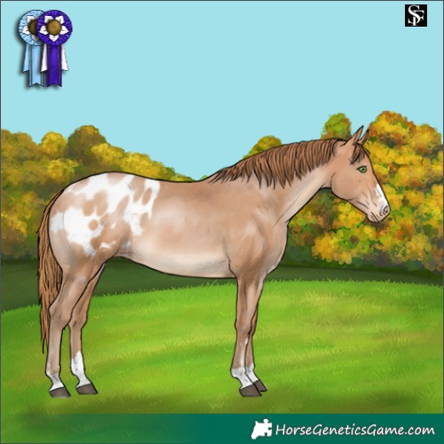 Horse Color:Bay Pearl Appaloosa