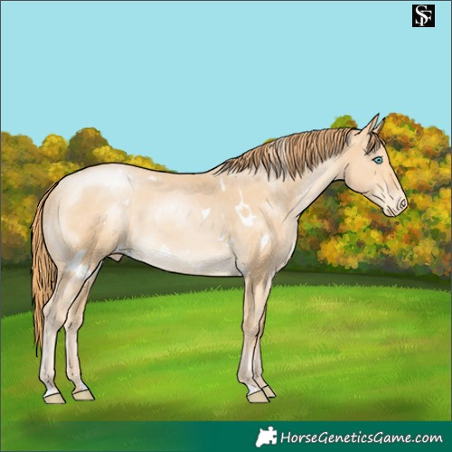 Horse Color:White Spotted Buckskin Pearl Appaloosa