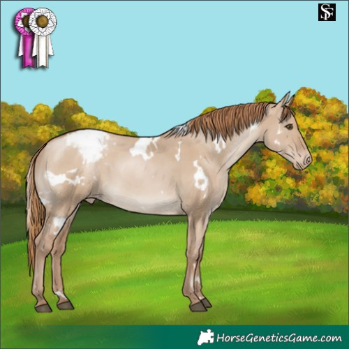 Horse Color:White Spotted Grullo Pearl Appaloosa