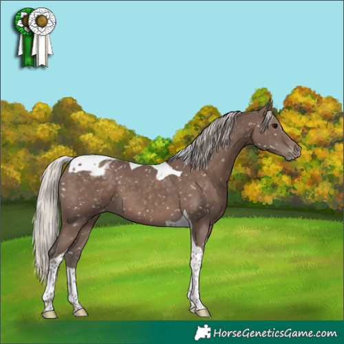 Horse Color:Silver Black Tobiano Appaloosa 