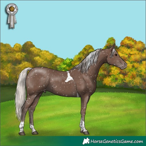 Horse Color:Silver Black Tobiano Appaloosa