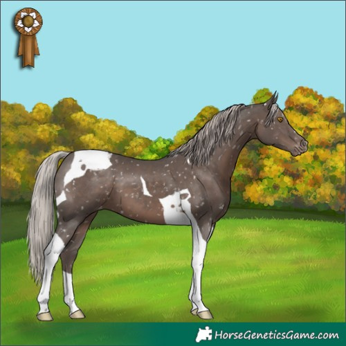 Horse Color:Silver Black Tobiano Appaloosa