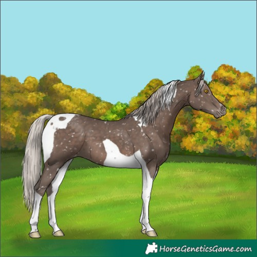 Horse Color:Silver Black Tobiano Appaloosa