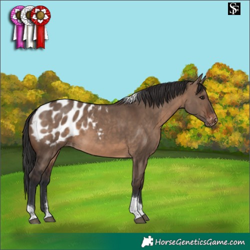 Horse Color:Brown Dun Tobiano Appaloosa