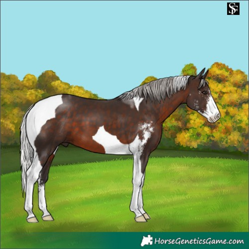 Horse Color:Silver Brown Sabino Tobiano 