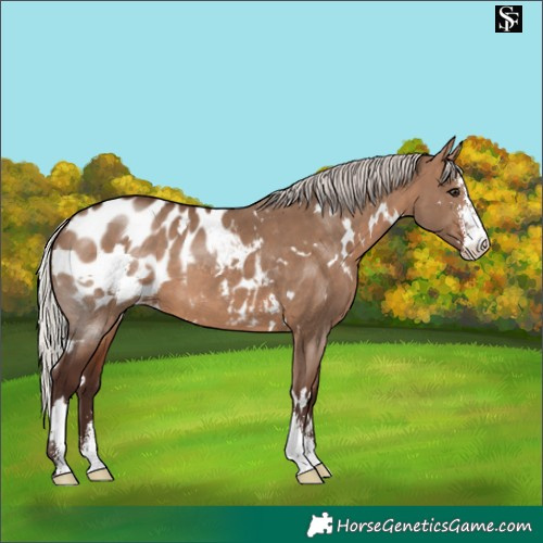 Horse Color:White Spotted Silver Brown Dun Sabino Appaloosa