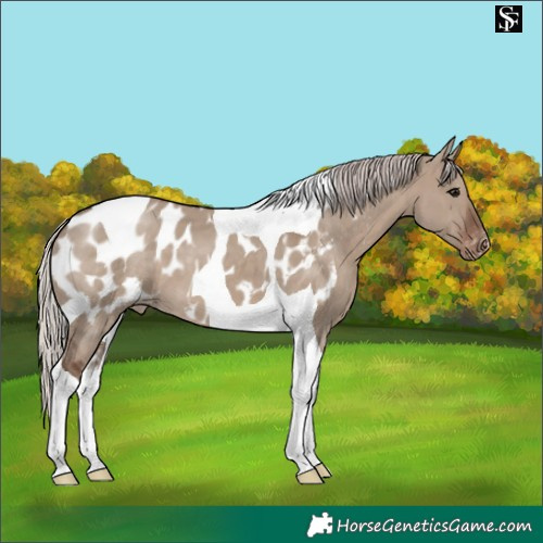 Horse Color:Silver Grullo Tobiano Appaloosa