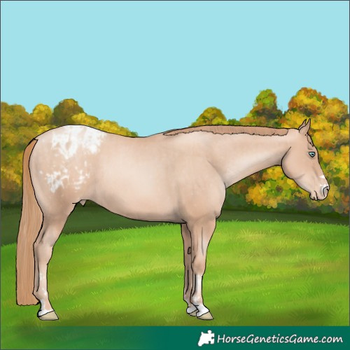 Horse Color:Gold Champagne Pearl Rabicano  and Gold Champagne Pearl Blanket Rabicano 