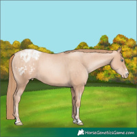 Horse Color:Gold Champagne Pearl Rabicano  and Gold Champagne Pearl Appaloosa Rabicano 