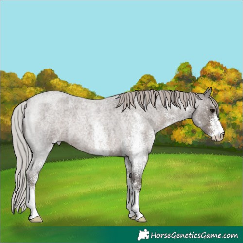 Horse Color:White Spotted Silver Blue Roan Rabicano 