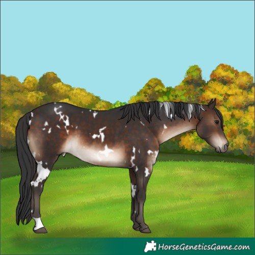 Horse Color:White Spotted Brown