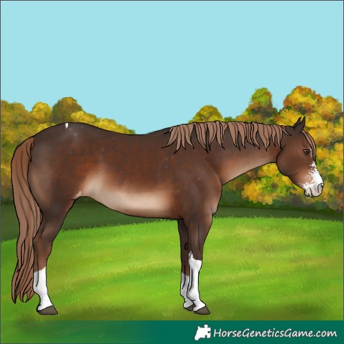 Horse Color:Liver Chestnut Sabino Tobiano Appaloosa