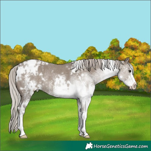 Horse Color:White Spotted Silver Grullo Blanket Rabicano