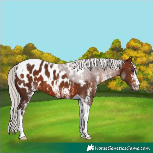 Horse Color:White Spotted Silver Brown Tobiano Near Leopard Rabicano