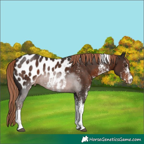 Horse Color:White Spotted Liver Chestnut Tobiano Near Leopard Rabicano