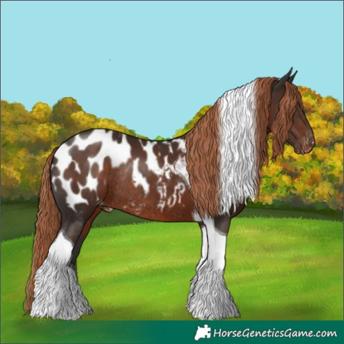 Horse Color:Liver Chestnut Tobiano Near Leopard Rabicano