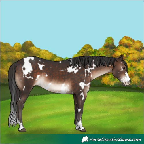 Horse Color:White Spotted Brown Sabino Appaloosa
