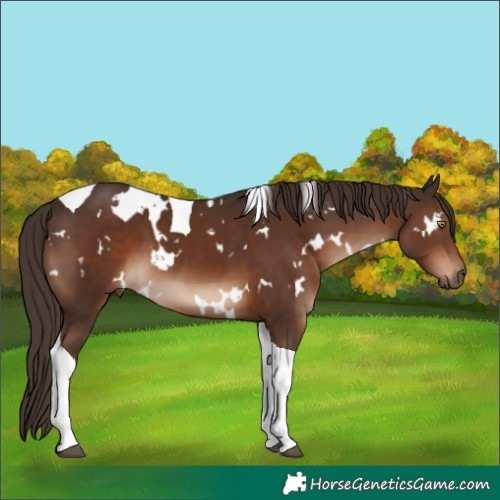 Horse Color:White Spotted Liver Chestnut Tobiano