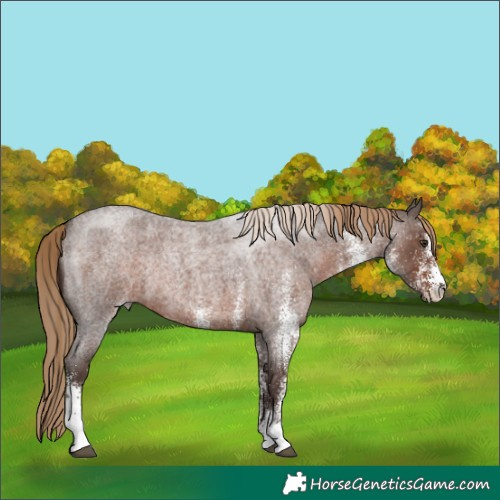 Horse Color:White Spotted Liver Red Roan Rabicano