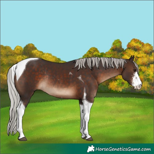 Horse Color:Silver Brown Sabino Tobiano Rabicano 