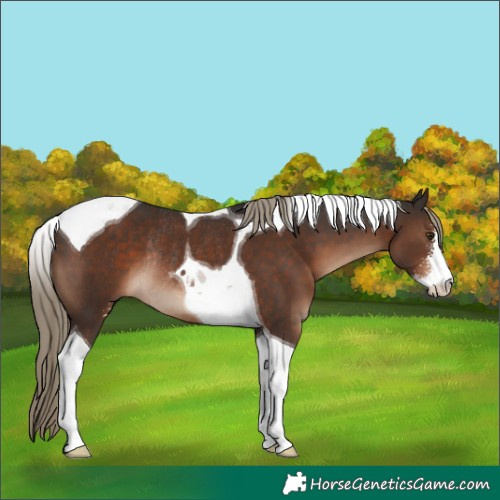 Horse Color:Liver Chestnut Sabino Tobiano Rabicano