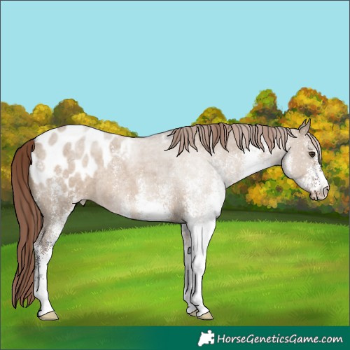 Horse Color:White Spotted Liver Red Dun Roan Blanket Rabicano