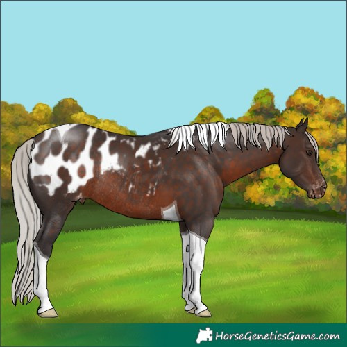 Horse Color:Silver Brown Tobiano Blanket Rabicano 