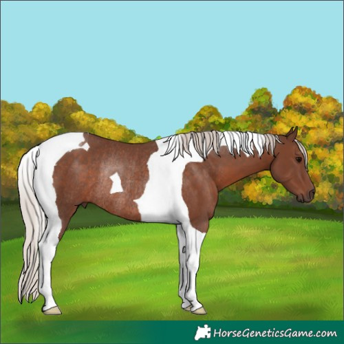 Horse Color:Silver Black Tobiano Rabicano