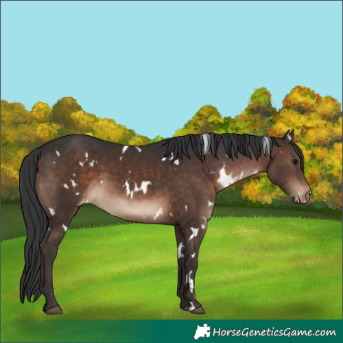 Horse Color:White Spotted Brown Appaloosa 